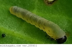 ハグロハバチ-発生-幼虫-1