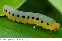 ハグロハバチ-発生-幼虫-2
