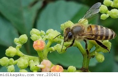 ニホンミツバチ-関係-ヤブガラシ