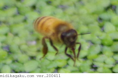セイヨウミツバチ-行動-飛行