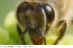 セイヨウミツバチ-部位-顔