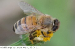 セイヨウミツバチ-関係-アイノコセンダングサ