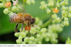 セイヨウミツバチ-関係-ヤブガラシ