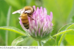 セイヨウミツバチ-関係-ムラサキツメクサ