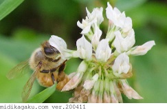 セイヨウミツバチ-関係-シロツメクサ