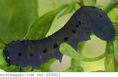 ニホンカブラハバチ-発生-幼虫