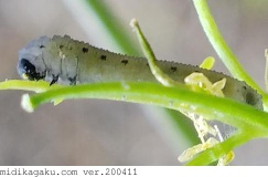 セグロカブラハバチ-撮影-横-幼虫