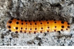 タケノホソクロバ-発生-幼虫