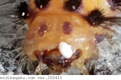 タケノホソクロバ-部位-顔-幼虫