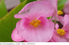 シキザキベゴニア-部位-花-ピンク