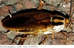 モリチャバネゴキブリ-発生-成虫