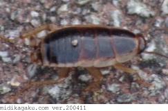 モリチャバネゴキブリ-発生-幼虫