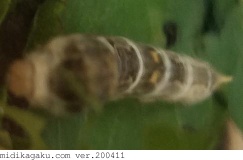 カイコガ-発生-幼虫
