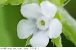 ハナイバナ-部位-花