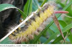 リンゴドクガ-発生-幼虫