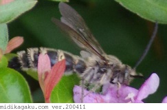 ヒメハラナガツチバチ