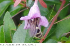 ヒメハラナガツチバチ-関係-アベリア