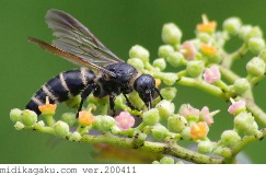 ヒメハラナガツチバチ-関係-ヤブガラシ