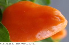 トウガラシ-部位-実-オレンジ