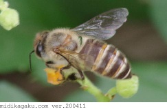 ヤブガラシ-関係-ニホンミツバチ