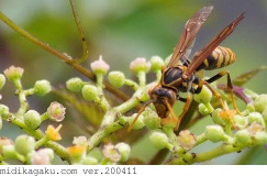 ヤブガラシ-関係-セグロアシナガバチ