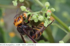 ヤブガラシ-関係-コガタスズメバチ