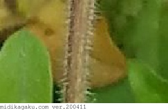 オランダミミナグサ-部位-茎