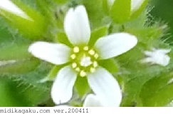オランダミミナグサ-部位-花