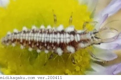ヤマトクサカゲロウ-発生-幼虫