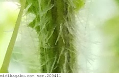アメリカオニアザミ-部位-茎