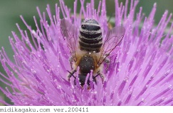 アメリカオニアザミ-関係-ニホンミツバチ
