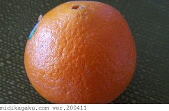 オレンジ-部位-実