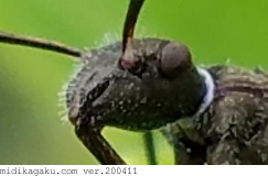 ホソヘリカメムシ-部位-顔-幼虫