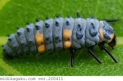 ナナホシテントウ-発生-幼虫