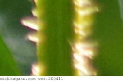 キバナコスモス-部位-茎