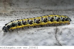ホソバセダカモクメ-撮影-横-幼虫