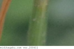 カヤツリグサ-部位-茎