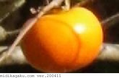 カキノキ-部位-実-オレンジ-2