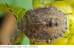 ブチヒゲカメムシ-発生-幼虫