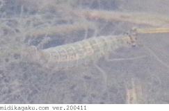 ハイイロゲンゴロウ-発生-幼虫