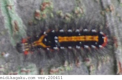 モンシロドクガ-発生-幼虫