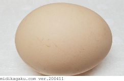 ニワトリ-発生-卵