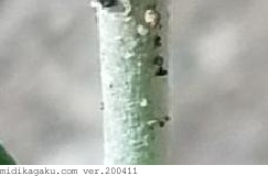 ウラジロチチコグサ-部位-茎