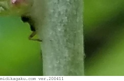 ウスベニチチコグサ-部位-茎