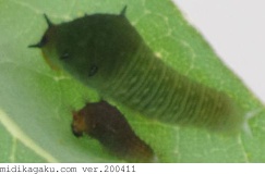 アオスジアゲハ-発生-幼虫