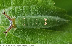 アカボシゴマダラ-発生-幼虫-1