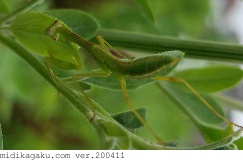 ハラビロカマキリ-発生-幼虫