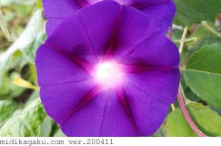 マルバアサガオ-部位-花-赤紫