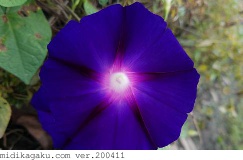 マルバアサガオ-部位-花-青紫