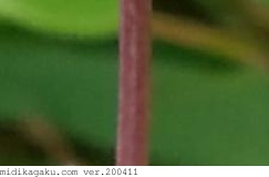 オオジシバリ-部位-茎